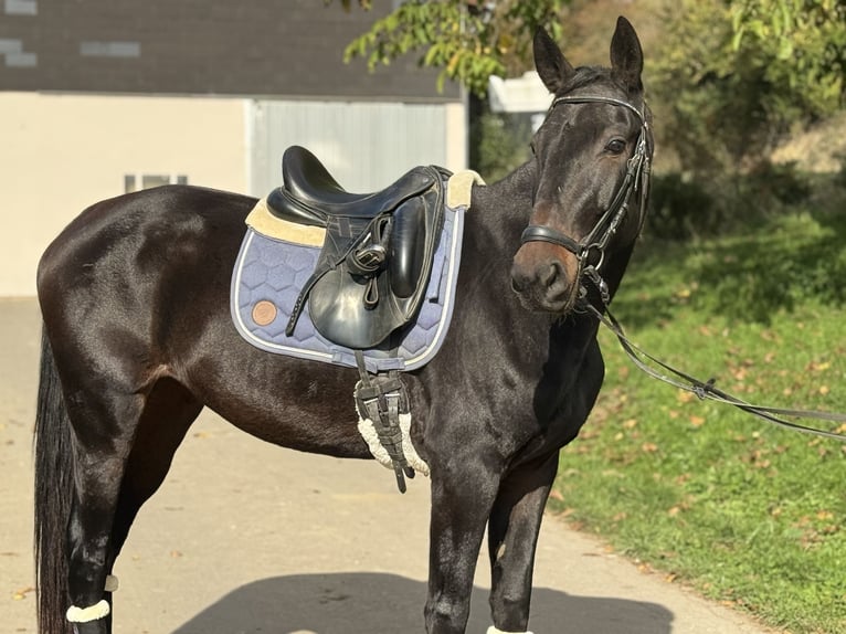 Altri cavalli a sangue caldo Giumenta 5 Anni 160 cm Morello in Saarbrücken