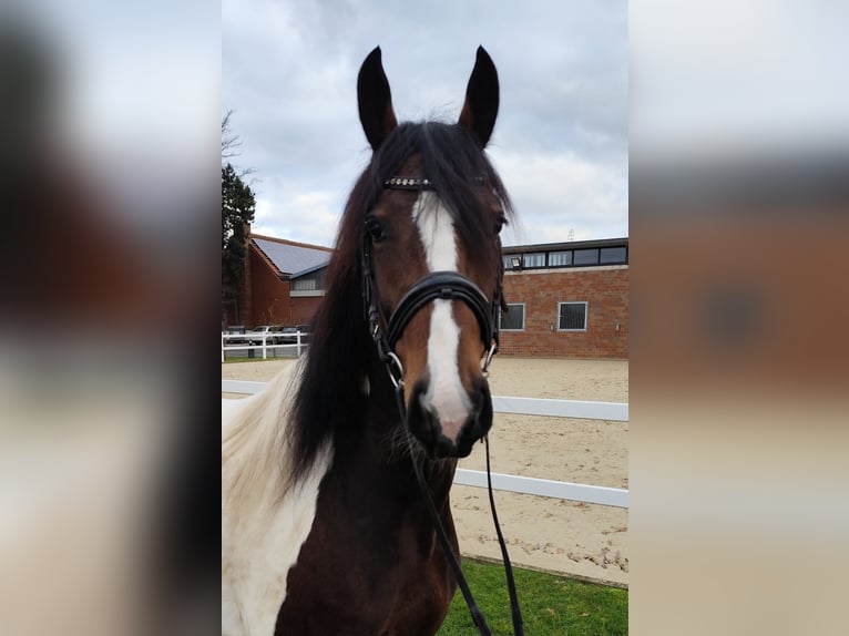 Altri cavalli a sangue caldo Giumenta 5 Anni 160 cm Pezzato in Bad Laer