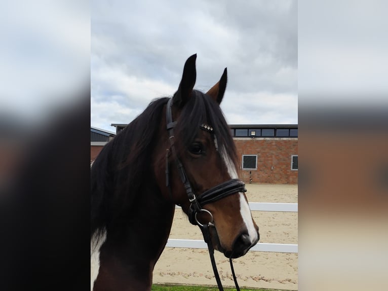 Altri cavalli a sangue caldo Giumenta 5 Anni 160 cm Pezzato in Bad Laer