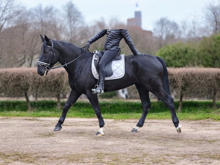 Altri cavalli a sangue caldo Giumenta 5 Anni 162 cm Morello in Hünstetten