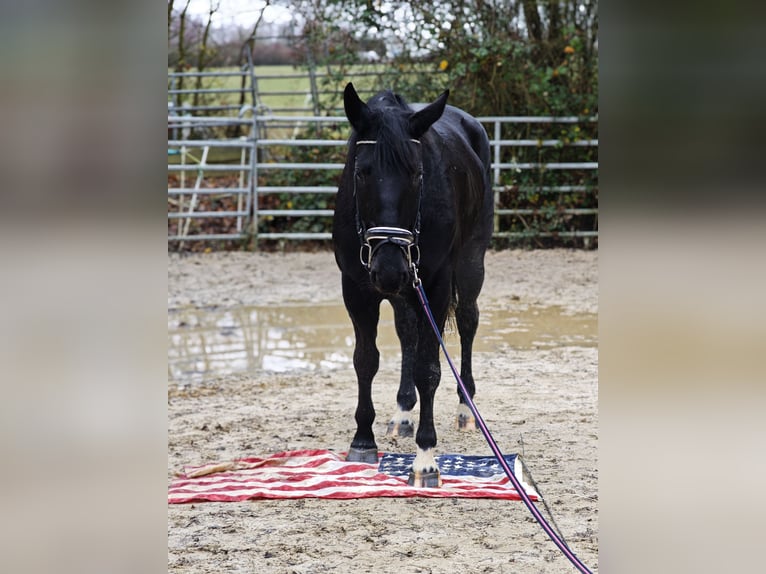 Altri cavalli a sangue caldo Giumenta 5 Anni 162 cm Morello in Hünstetten