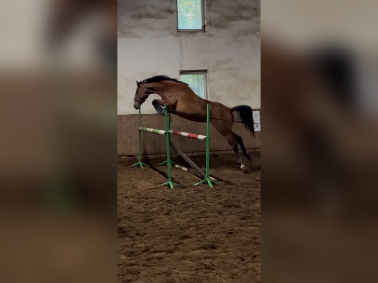 Altri cavalli a sangue caldo Giumenta 5 Anni 163 cm Baio in Grzmiąca