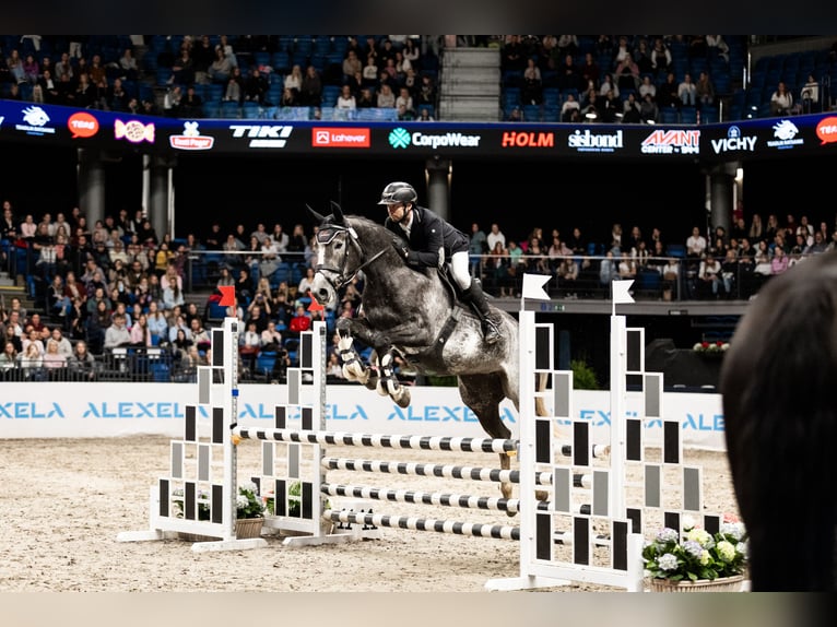 Altri cavalli a sangue caldo Giumenta 5 Anni 163 cm Grigio in Paiküla