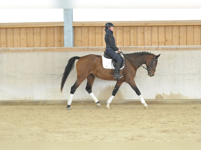 Altri cavalli a sangue caldo Giumenta 5 Anni 165 cm Baio in Wellheim