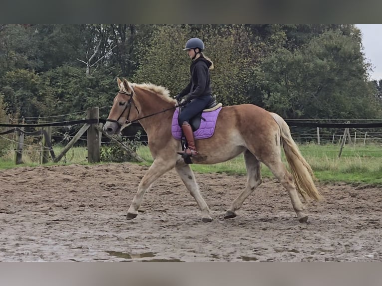 Altri cavalli a sangue caldo Mix Giumenta 5 Anni 165 cm Sauro in Mülheim an der Ruhr