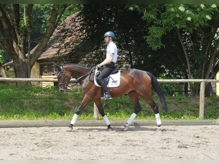 Altri cavalli a sangue caldo Giumenta 5 Anni 167 cm Baio in Wellheim