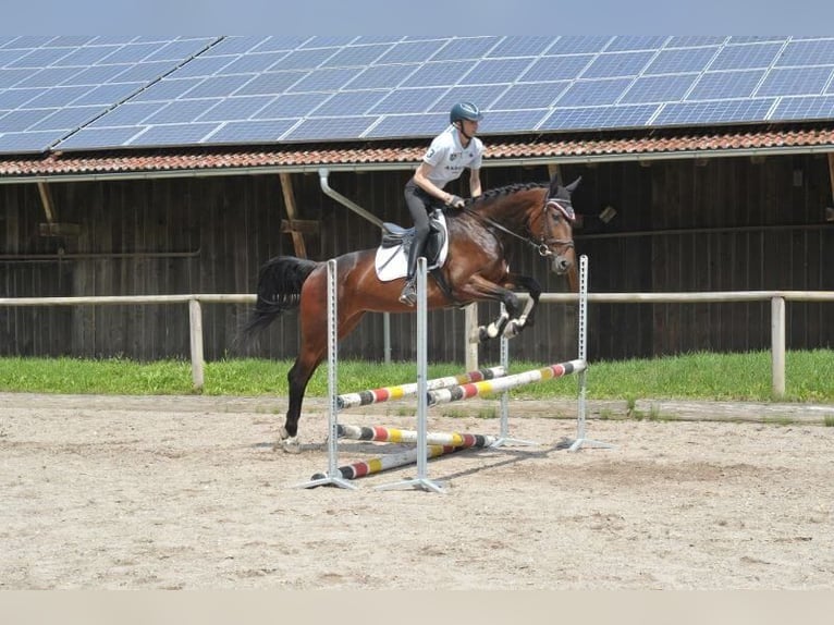 Altri cavalli a sangue caldo Giumenta 5 Anni 167 cm Baio in Wellheim