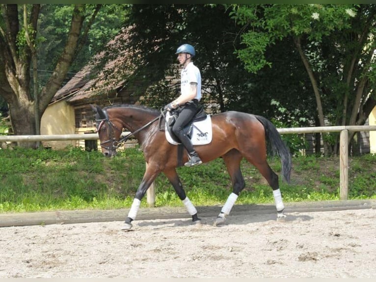 Altri cavalli a sangue caldo Giumenta 5 Anni 167 cm Baio in Wellheim