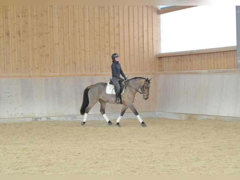 Altri cavalli a sangue caldo Giumenta 5 Anni 167 cm Baio in Wellheim