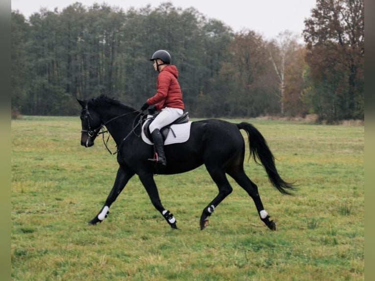 Altri cavalli a sangue caldo Giumenta 5 Anni 167 cm Baio nero in Rawicz