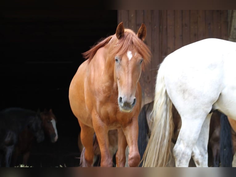 Altri cavalli a sangue caldo Giumenta 1 Anno Tobiano-tutti i colori in  Maldegem