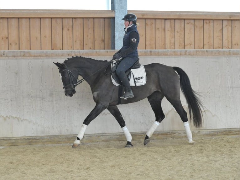 Altri cavalli a sangue caldo Giumenta 5 Anni 168 cm Morello in Wellheim