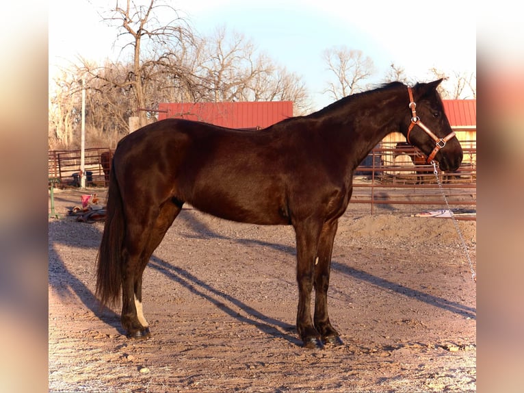 Altri cavalli a sangue caldo Giumenta 6 Anni 142 cm Morello in Fort Collins Co