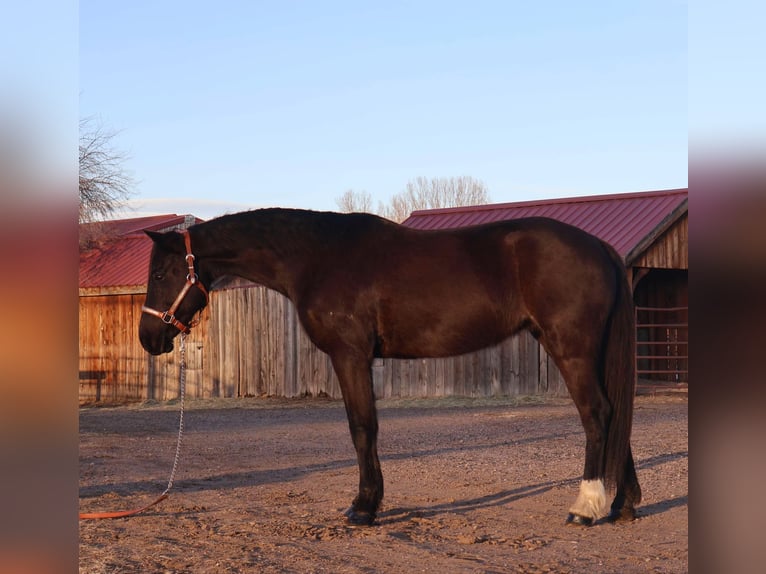 Altri cavalli a sangue caldo Giumenta 6 Anni 142 cm Morello in Fort Collins Co