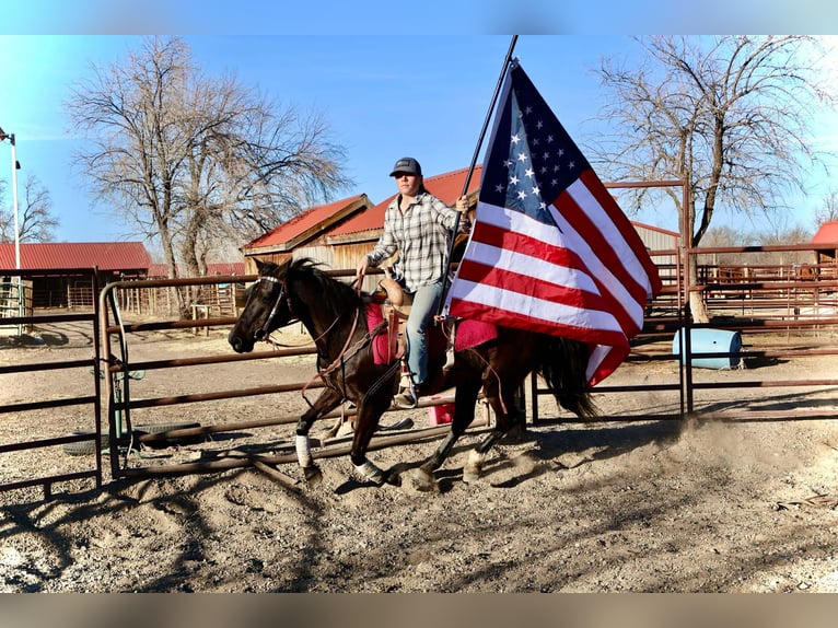 Altri cavalli a sangue caldo Giumenta 6 Anni 142 cm Morello in Fort Collins Co