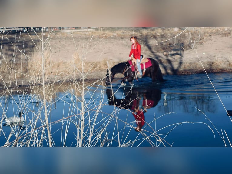 Altri cavalli a sangue caldo Giumenta 6 Anni 142 cm Morello in Fort Collins Co