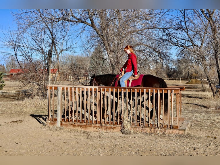 Altri cavalli a sangue caldo Giumenta 6 Anni 142 cm Morello in Fort Collins Co