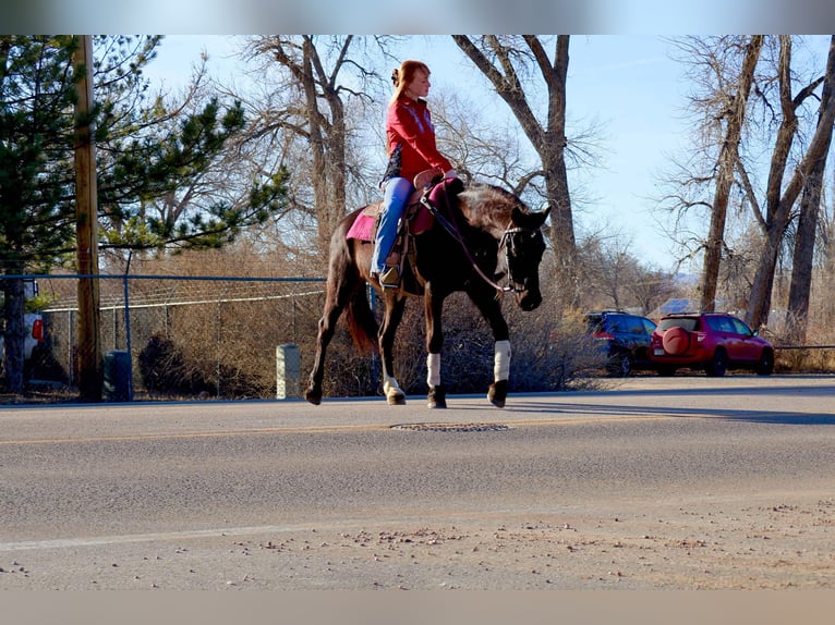 Altri cavalli a sangue caldo Giumenta 6 Anni 142 cm Morello in Fort Collins Co