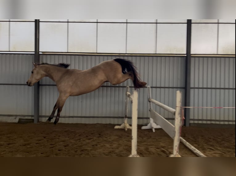 Altri cavalli a sangue caldo Giumenta 6 Anni 149 cm Falbo in Grab&#xF3;w Nad Pilic&#x105;