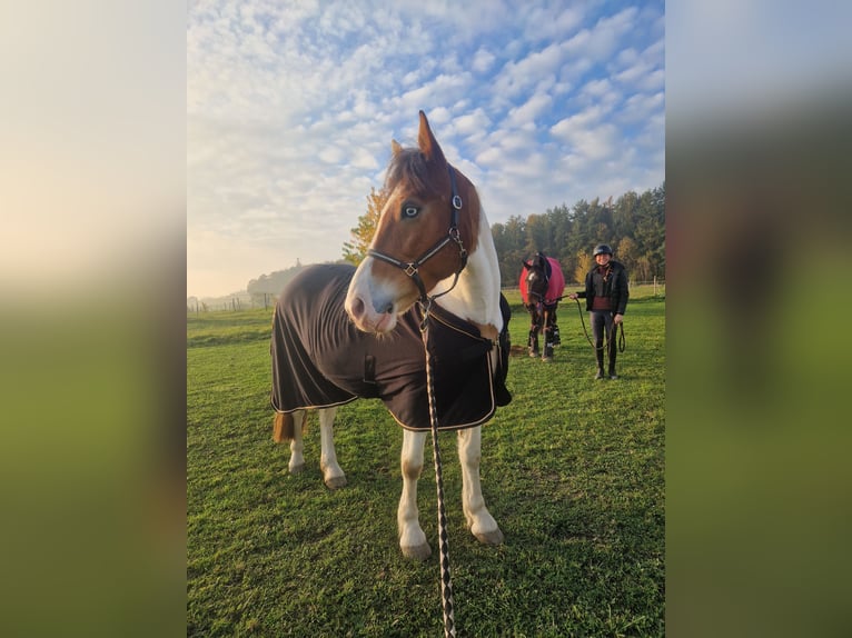 Altri cavalli a sangue caldo Mix Giumenta 6 Anni 150 cm Pezzato in Aichach