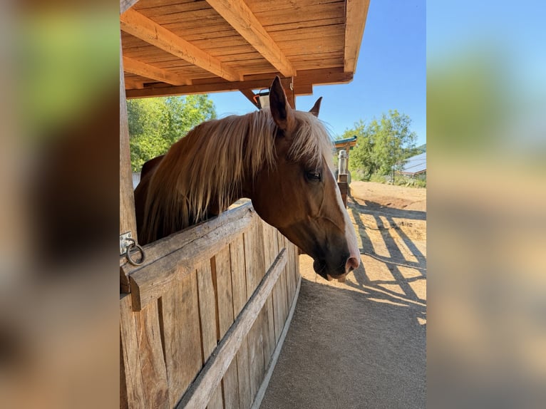 Altri cavalli a sangue caldo Mix Giumenta 6 Anni 152 cm Palomino in Bad Staffelstein