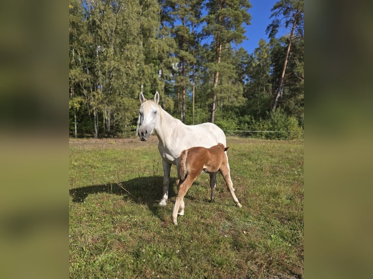 Altri cavalli a sangue caldo Giumenta 6 Anni 155 cm Grigio in M&#xFC;hlenbeck