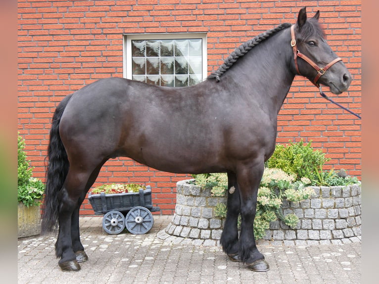 Altri cavalli a sangue caldo Giumenta 6 Anni 155 cm Morello in Dorsten