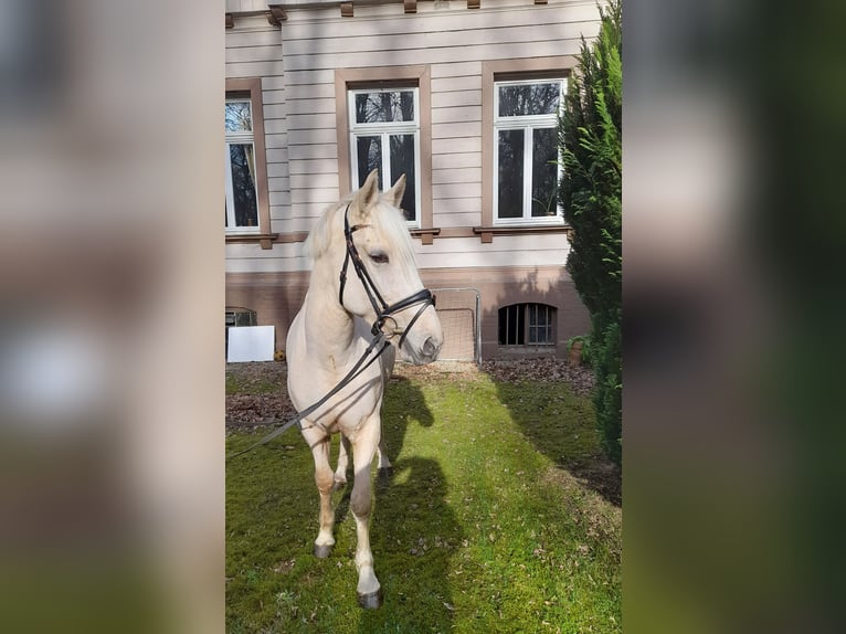Altri cavalli a sangue caldo Giumenta 6 Anni 155 cm Palomino in Braunschweig