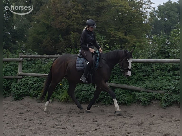 Altri cavalli a sangue caldo Giumenta 6 Anni 158 cm Baio nero in Wachtendonk
