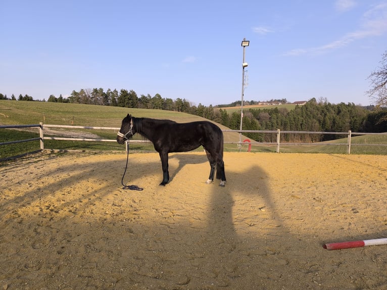 Altri cavalli a sangue caldo Giumenta 6 Anni 158 cm Baio nero in Hennberg