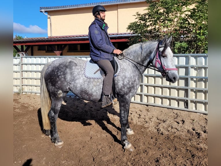 Altri cavalli a sangue caldo Giumenta 6 Anni 160 cm Grigio pezzato in Buttstädt