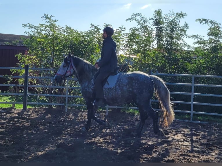 Altri cavalli a sangue caldo Giumenta 6 Anni 160 cm Grigio pezzato in Buttstädt