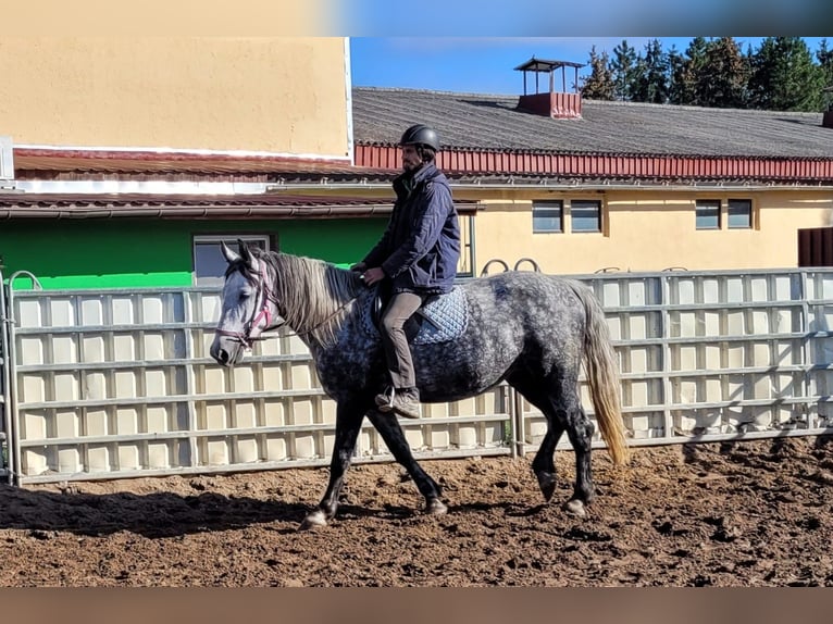 Altri cavalli a sangue caldo Giumenta 6 Anni 160 cm Grigio pezzato in Buttstädt