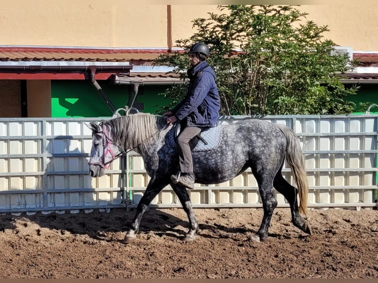 Altri cavalli a sangue caldo Giumenta 6 Anni 160 cm Grigio pezzato in Buttstädt