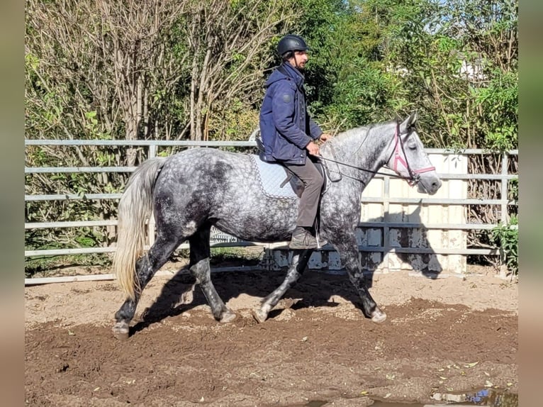 Altri cavalli a sangue caldo Giumenta 6 Anni 160 cm Grigio pezzato in Buttstädt