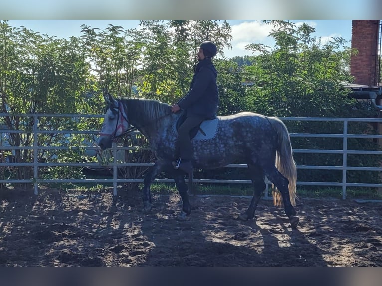 Altri cavalli a sangue caldo Giumenta 6 Anni 160 cm Grigio pezzato in Buttstädt