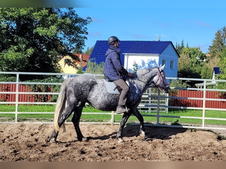 Altri cavalli a sangue caldo Giumenta 6 Anni 160 cm Grigio pezzato in Buttstädt