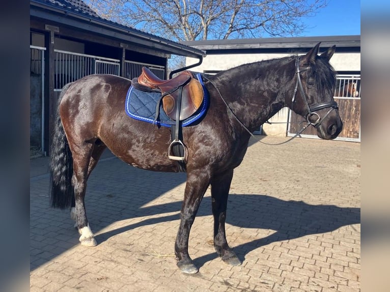 Altri cavalli a sangue caldo Mix Giumenta 6 Anni 160 cm Morello in Görlitz
