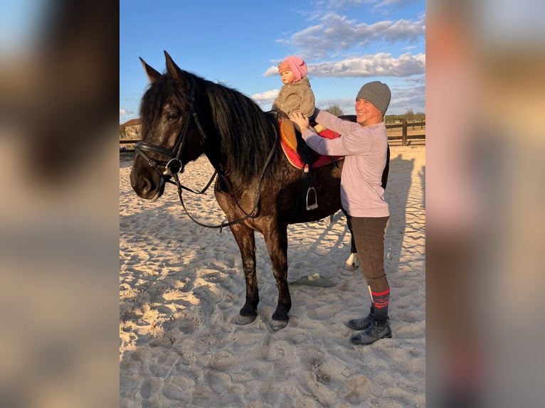 Altri cavalli a sangue caldo Mix Giumenta 6 Anni 160 cm Morello in Görlitz