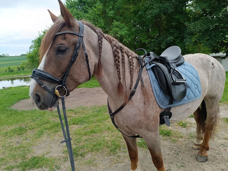Altri cavalli a sangue caldo Giumenta 6 Anni 160 cm Roano rosso in neu gaarz