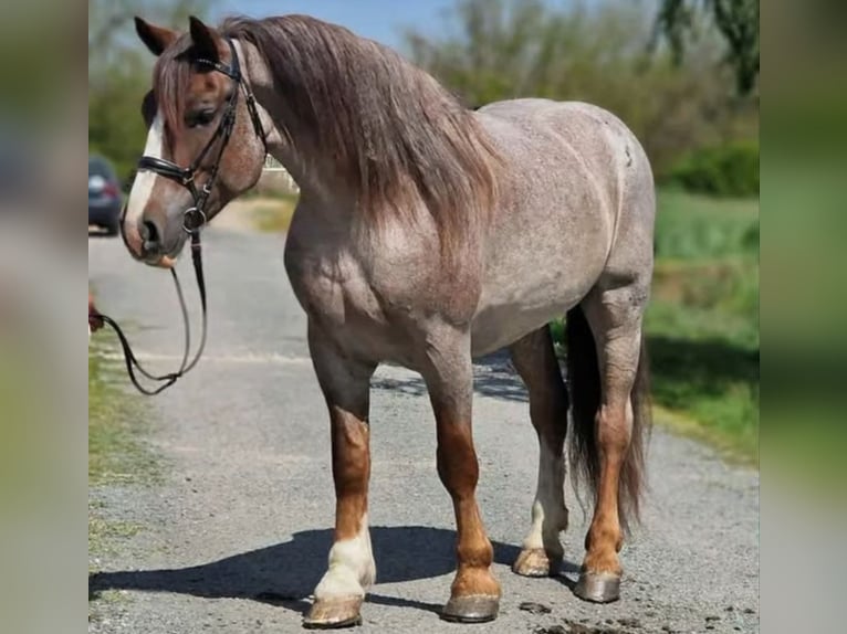 Altri cavalli a sangue caldo Giumenta 6 Anni 160 cm Roano rosso in neu gaarz