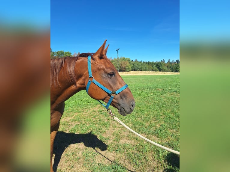 Altri cavalli a sangue caldo Mix Giumenta 6 Anni 160 cm Sauro scuro in Albbruck