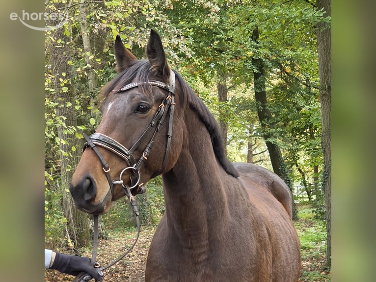 Altri cavalli a sangue caldo Giumenta 6 Anni 162 cm Baio scuro in Wachtendonk