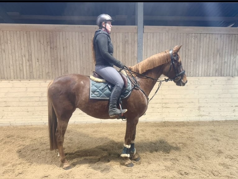 Altri cavalli a sangue caldo Giumenta 6 Anni 163 cm Sauro scuro in Pelmberg