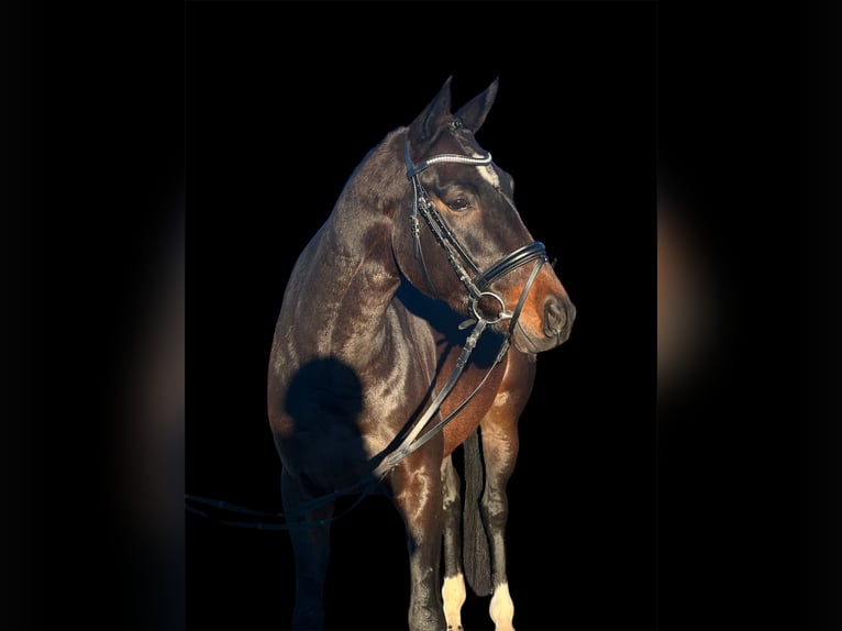 Altri cavalli a sangue caldo Giumenta 6 Anni 165 cm Baio in Renningen