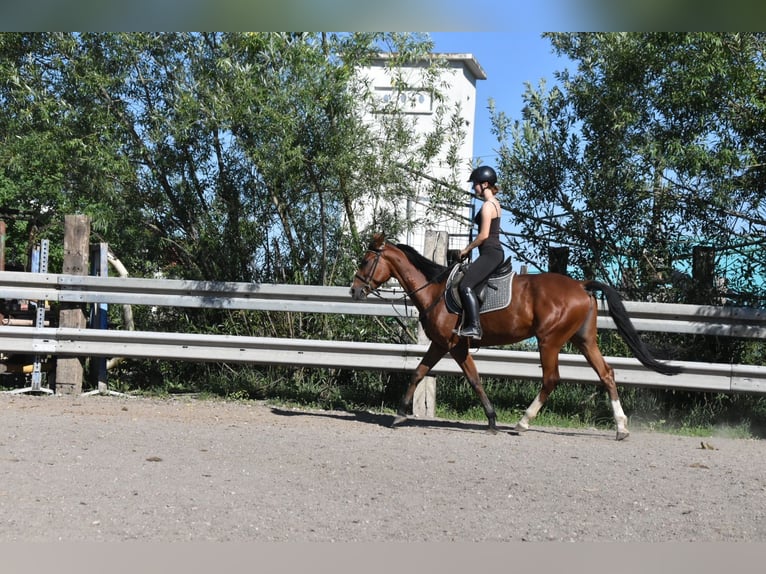 Altri cavalli a sangue caldo Mix Giumenta 6 Anni 165 cm Baio in Arnstorf
