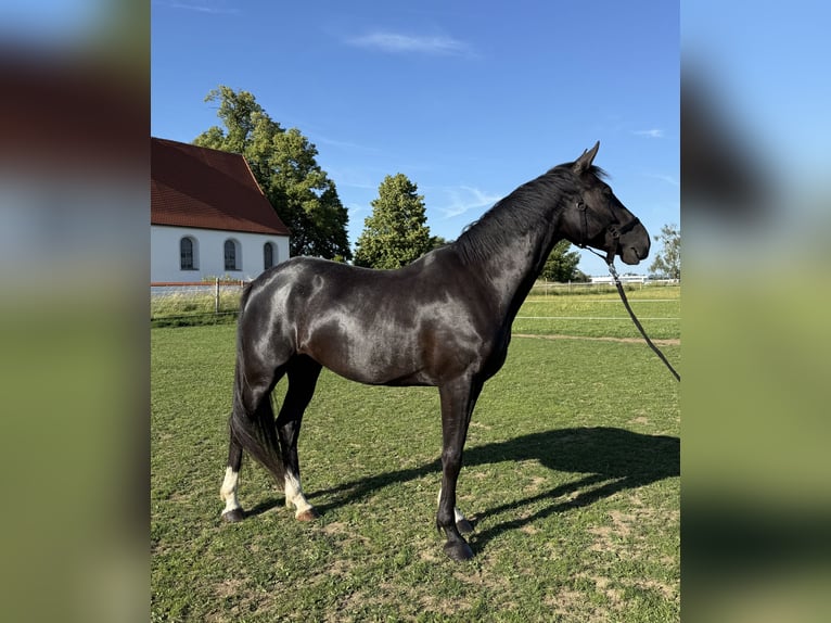 Altri cavalli a sangue caldo Giumenta 6 Anni 165 cm Morello in IglingIgling