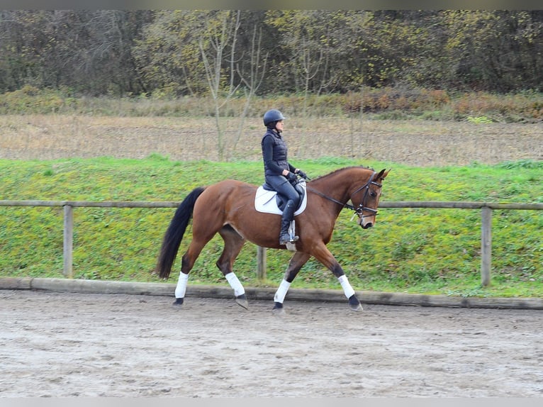 Altri cavalli a sangue caldo Giumenta 6 Anni 168 cm Baio in Wellheim