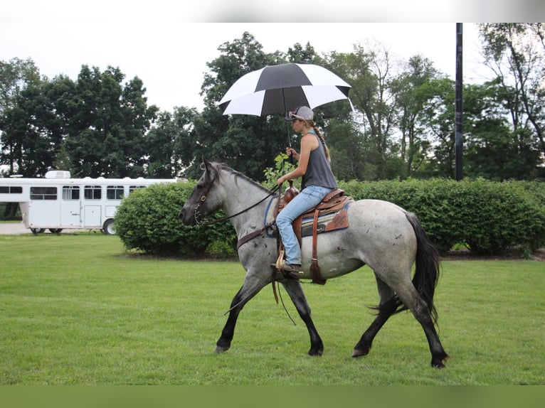 Altri cavalli a sangue caldo Giumenta 6 Anni 168 cm Roano blu in HIghland MI