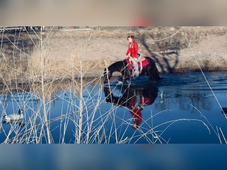 Altri cavalli a sangue caldo Giumenta 7 Anni 142 cm Morello in Fort Collins Co